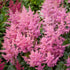 Astilbe Chinensis Pumila