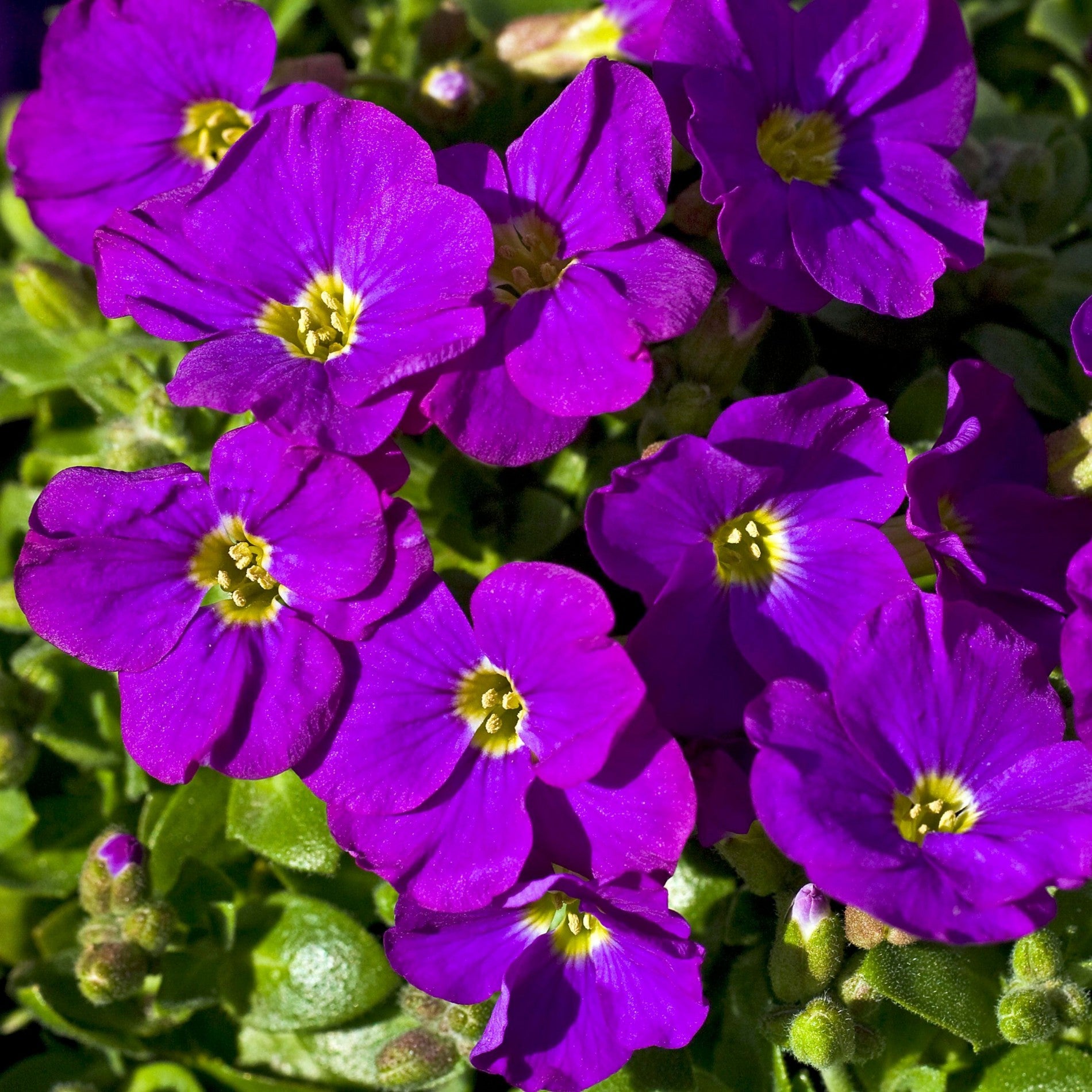 Aubrieta Deltoidea Cascade Purple