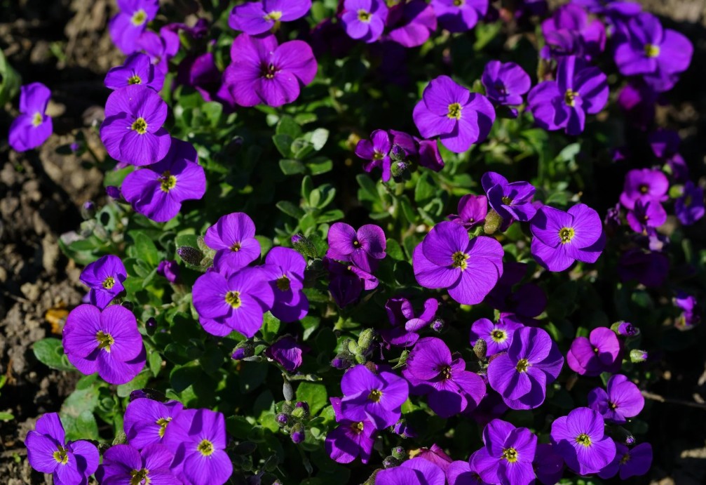 Aubrieta Deltoidea Cascade Purple