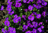 Aubrieta Deltoidea Cascade Purple