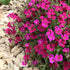 Aubrieta Deltoidea Cascade Red