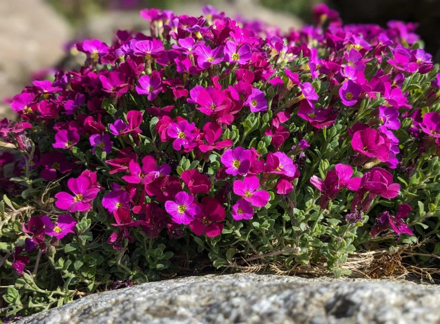 Aubrieta Deltoidea Cascade Red