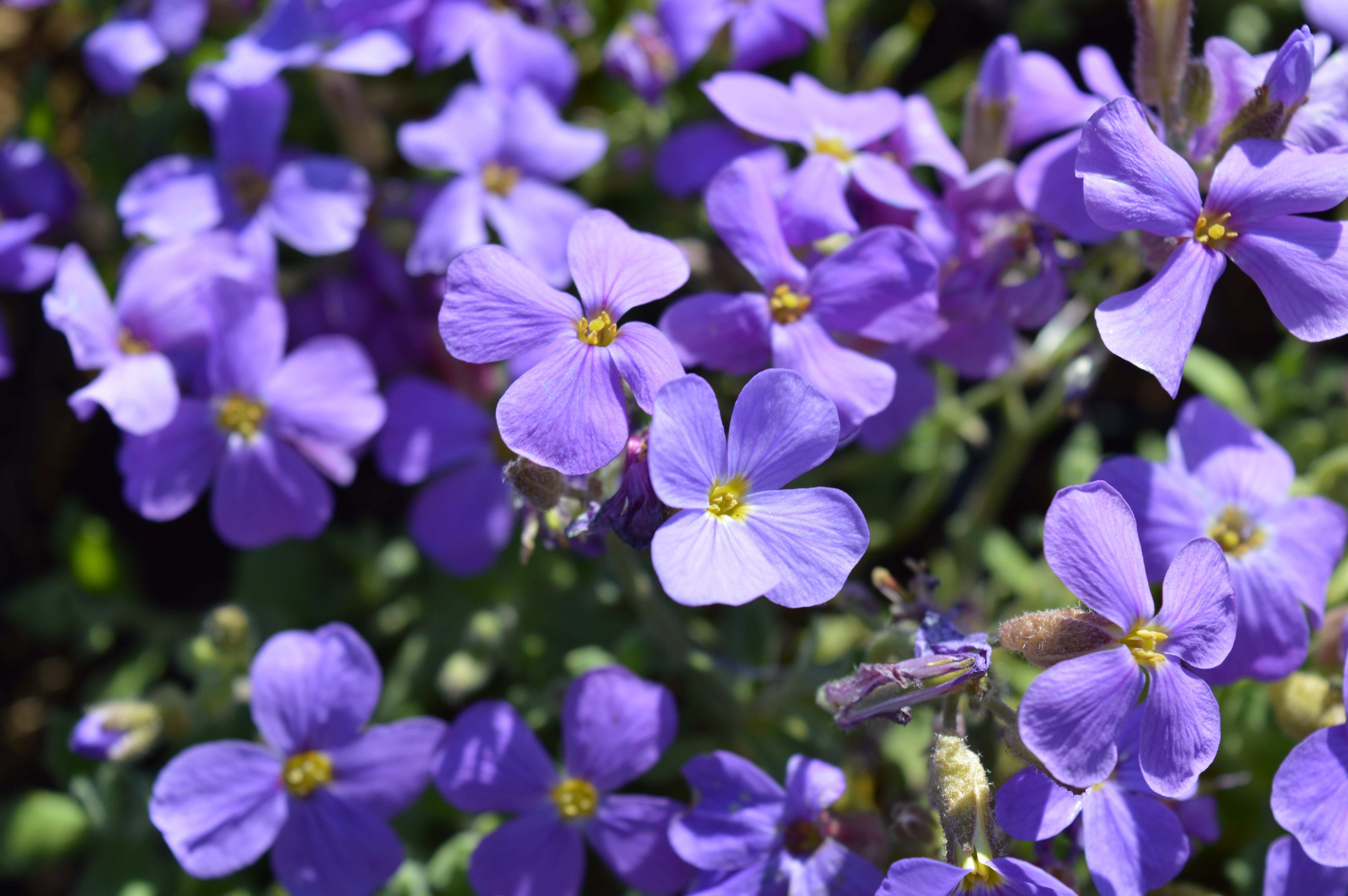 Aubrieta Deltoidea Cascade Blue