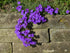Aubrieta Deltoidea Cascade Blue