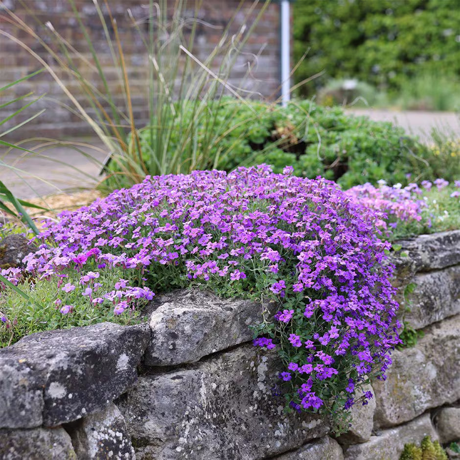Aubrieta Deltoidea Cascade Purple
