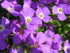 Aubrieta Deltoidea Cascade Purple
