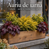 Auriu de iarnă – jardinieră cu ienupăr auriu, salbă galbenă și heuchera vișinie, 5 plante