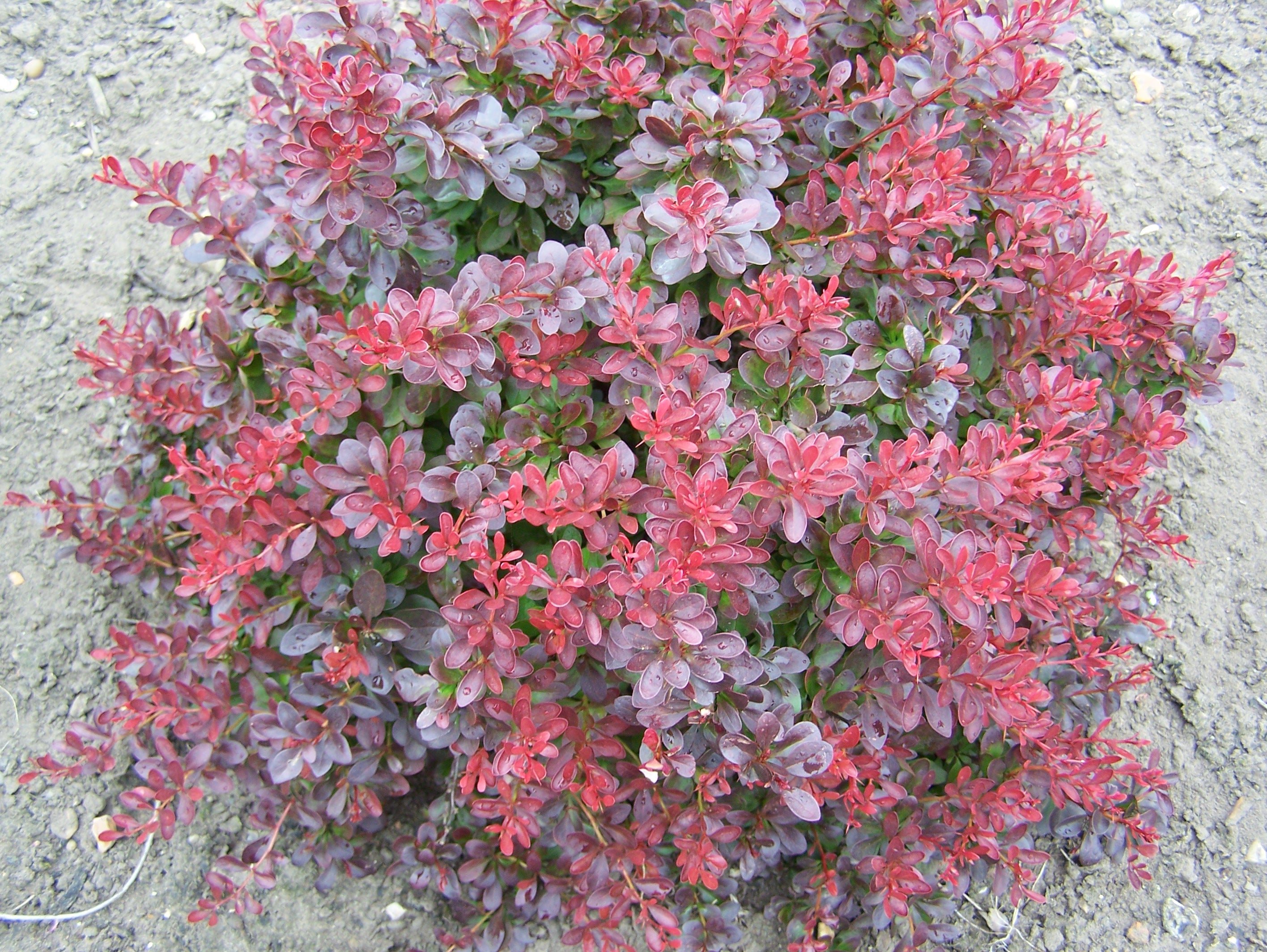 Drăcilă roșie pitică - Berberis thunbergii 'Atropurpurea Nana'