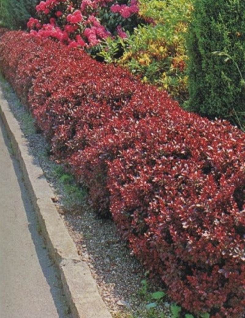 Drăcilă roșie pitică - Berberis thunbergii 'Atropurpurea Nana'