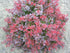 Drăcilă roșie pitică - Berberis thunbergii 'Atropurpurea Nana'