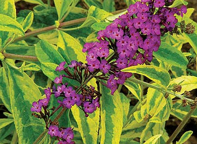 Liliac de vară - Buddleja davidii Santana