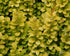 Drăcilă aurie - Berberis thunbergii Golden Torch