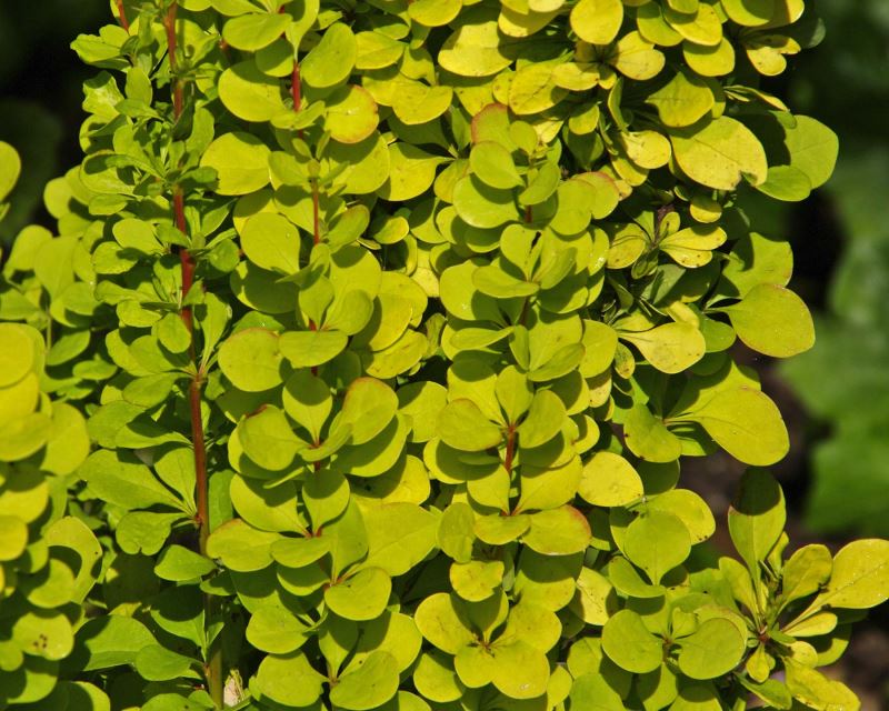 Drăcilă aurie - Berberis thunbergii Golden Torch