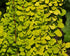 Drăcilă aurie - Berberis thunbergii Golden Torch