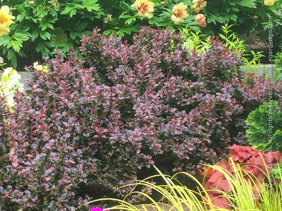 Drăcilă purpuriu pitic - Berberis thunbergii 'Concorde'