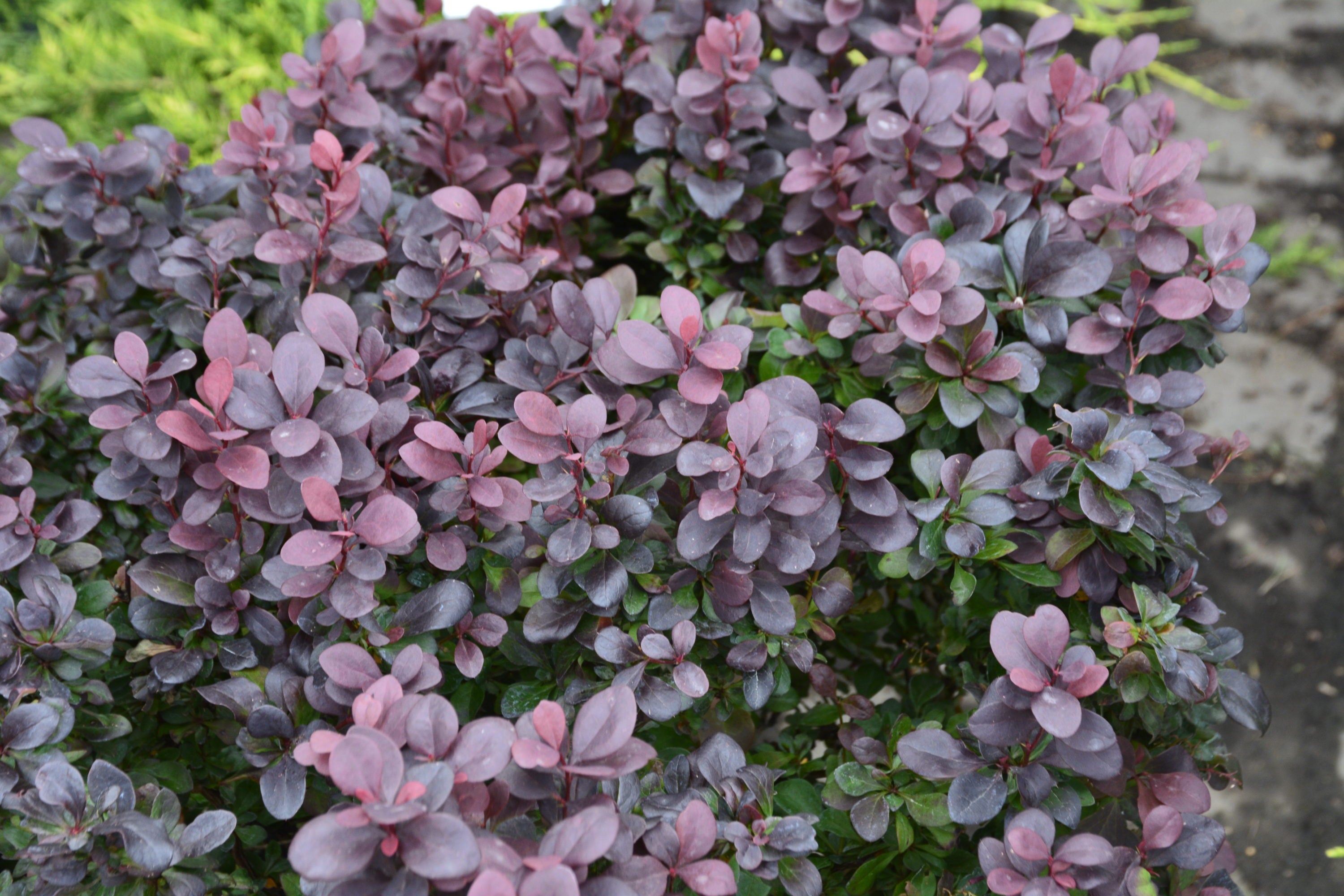 Drăcilă purpuriu pitic - Berberis thunbergii 'Concorde'
