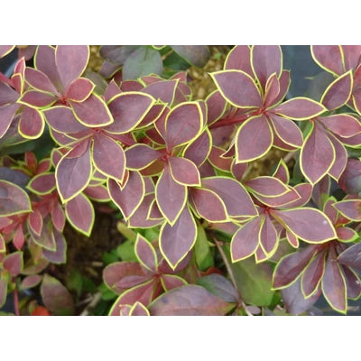 Dracilă japoneză ‘Golden Ring’ - Berberis thunbergii 'Golden Ring' 