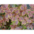 Dracilă japoneză ‘Golden Ring’ - Berberis thunbergii 'Golden Ring' 