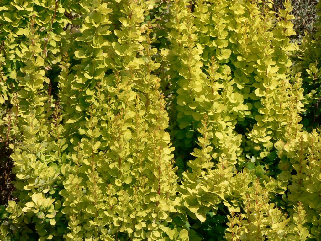 Drăcilă aurie - Berberis thunbergii Golden Torch