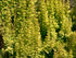 Drăcilă aurie - Berberis thunbergii Golden Torch