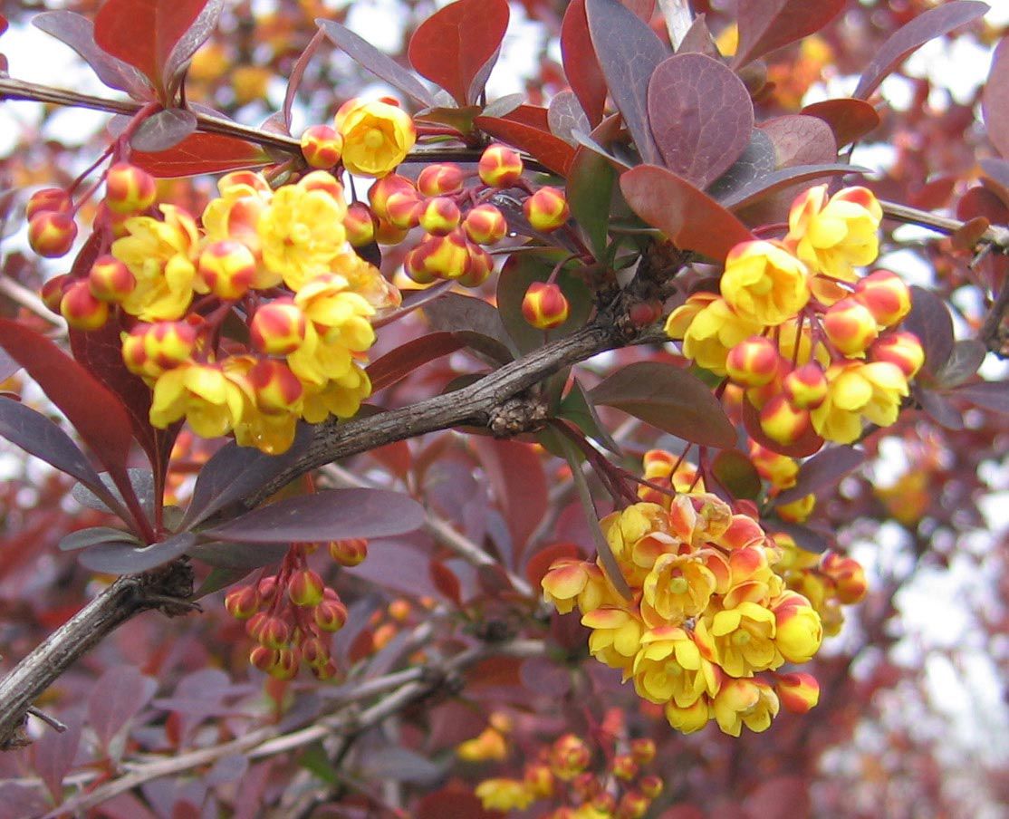 Drăcilă - Berberis ottawensis Silver Miles