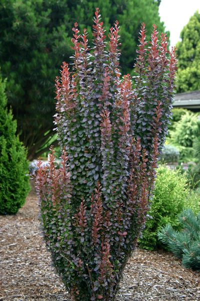 Drăcilă columnară - Berberis thunbergii 'Helmond Pillar'