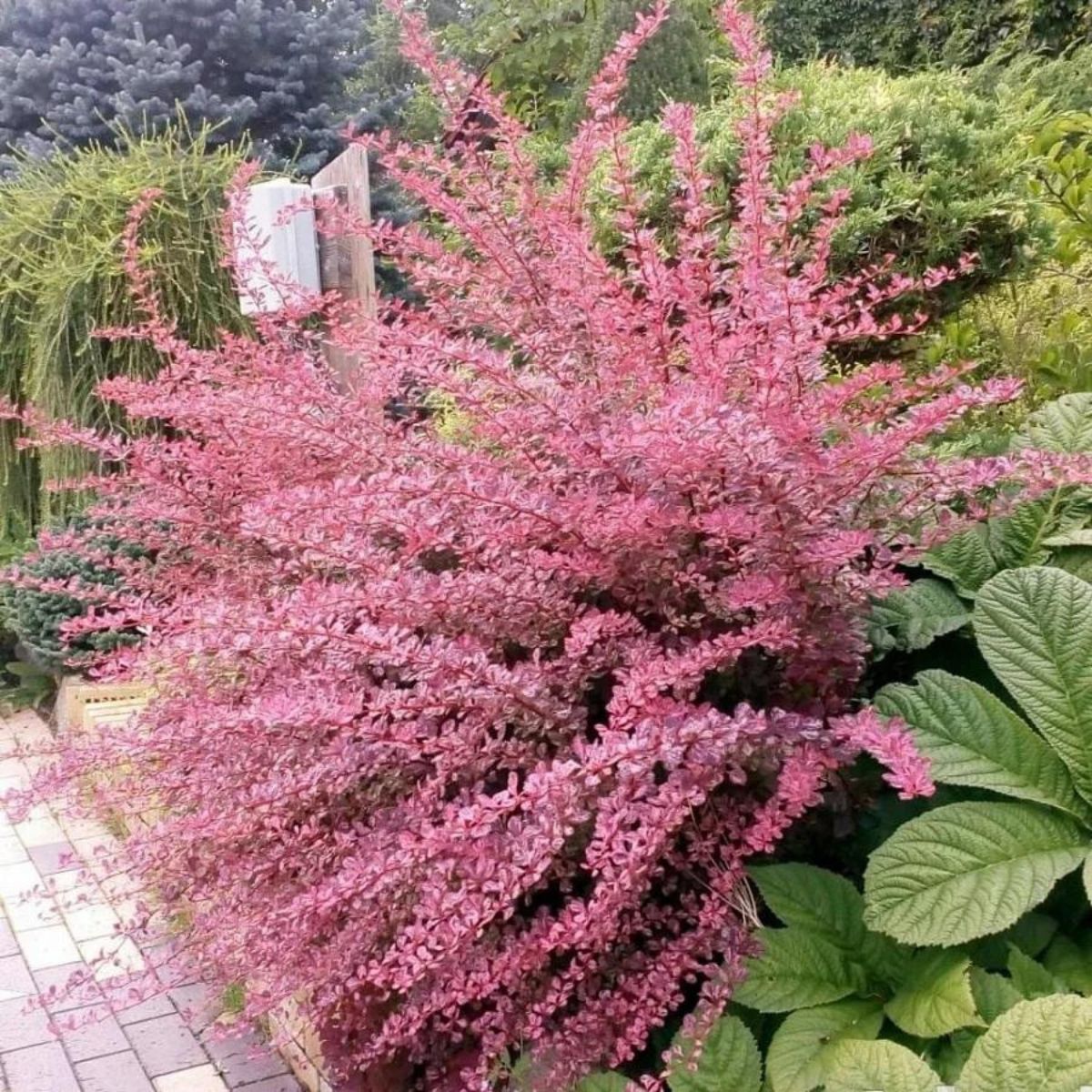 Drăcilă roz - Berberis thunbergii 'Pink Queen'