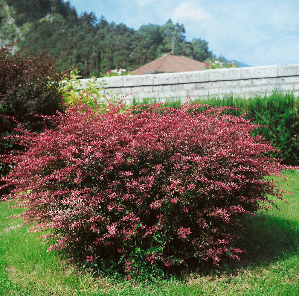 Dracilă - Berberis thunbergii ‘Rose Glow’