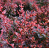 Dracilă - Berberis thunbergii ‘Rose Glow’