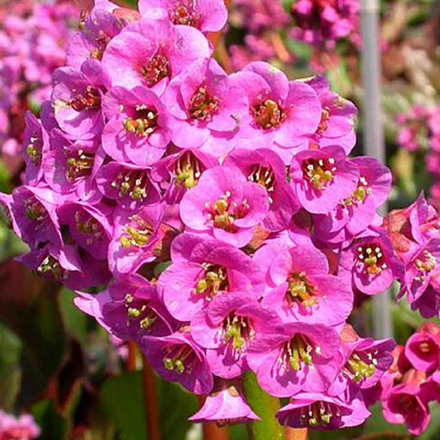 Bădan - Bergenia cordifolia ‘Rotblum’