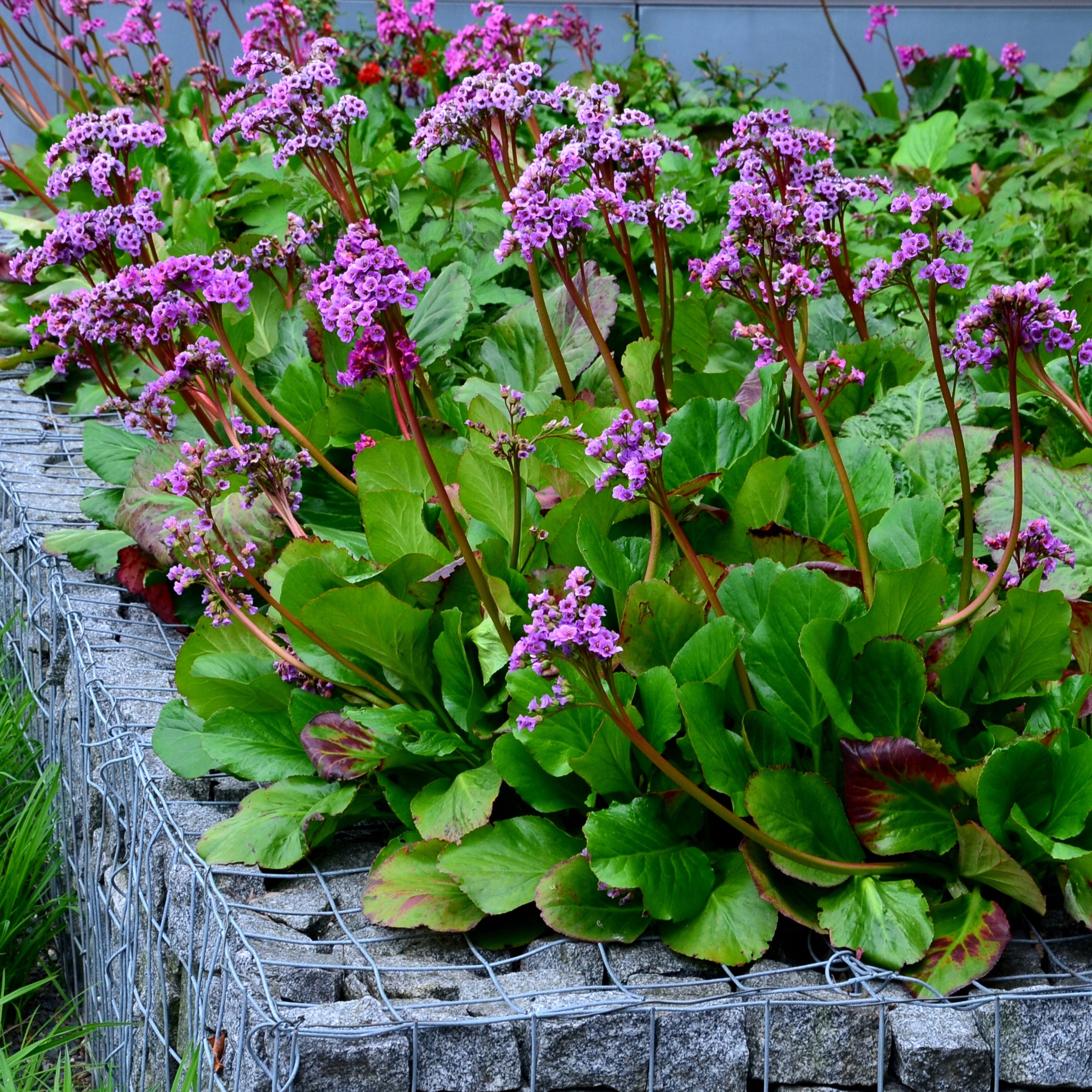 Bădan - Bergenia cordifolia ‘Rotblum’