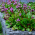 Bădan - Bergenia cordifolia ‘Rotblum’