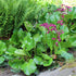 Bădan - Bergenia cordifolia ‘Rotblum’