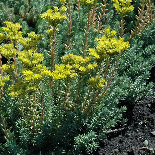 Iarba grasă albastră - Sedum reflexum 'Blue Spruce'