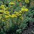 Iarba grasă albastră - Sedum reflexum 'Blue Spruce'