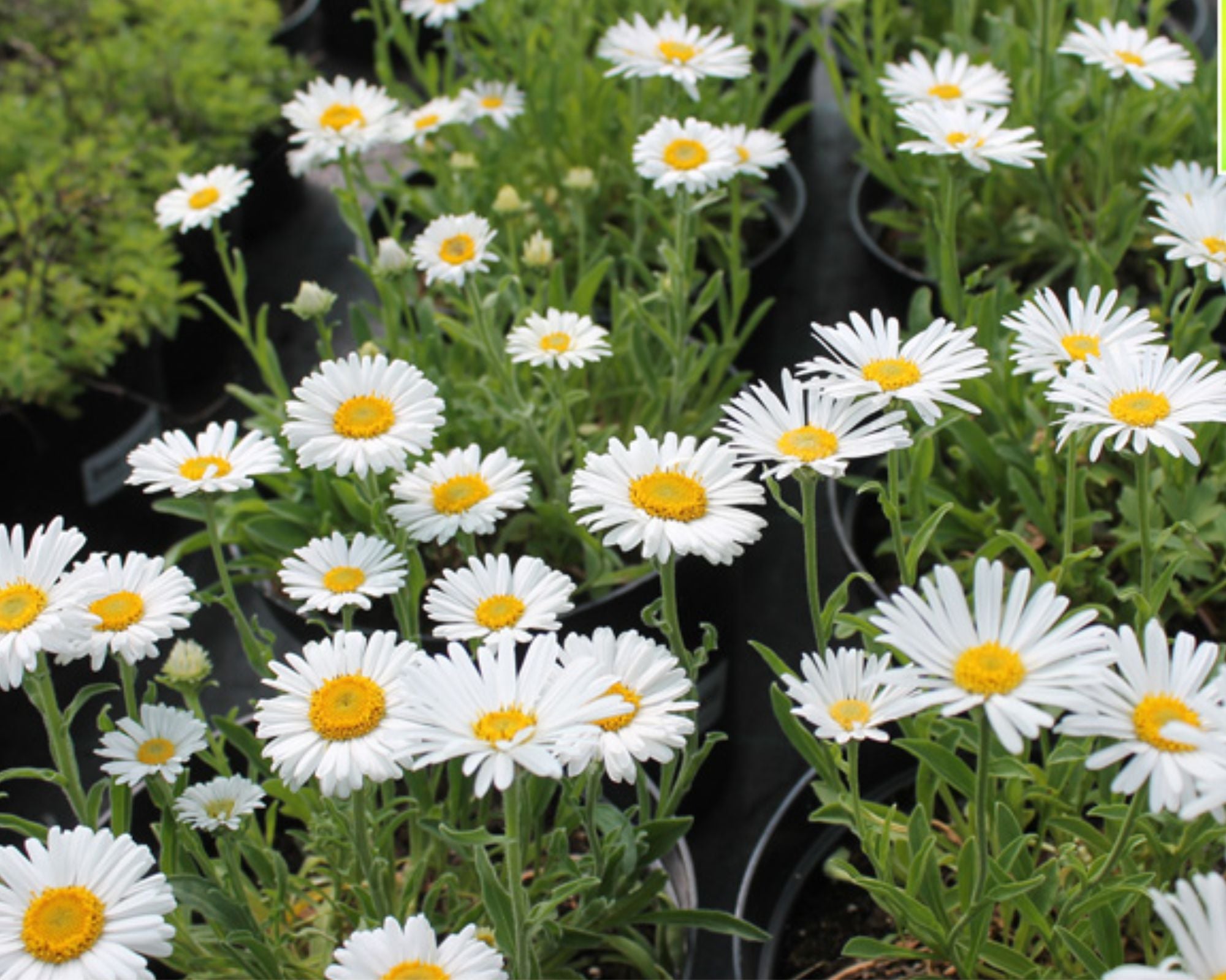 Aster Alpin - Aster Alpinus White