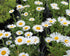 Aster Alpin - Aster Alpinus White