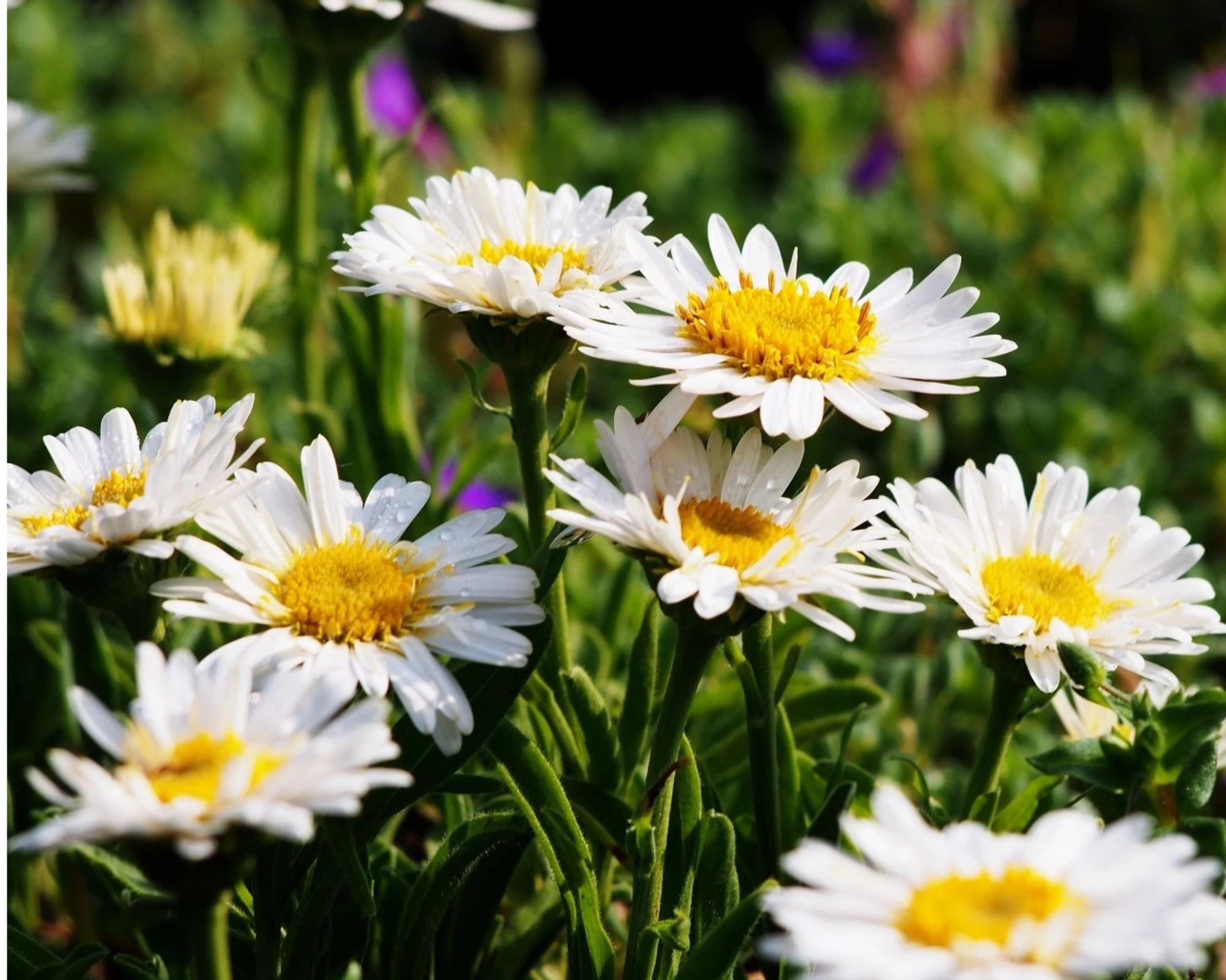 Aster Alpin - Aster Alpinus White