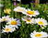 Aster Alpin - Aster Alpinus White