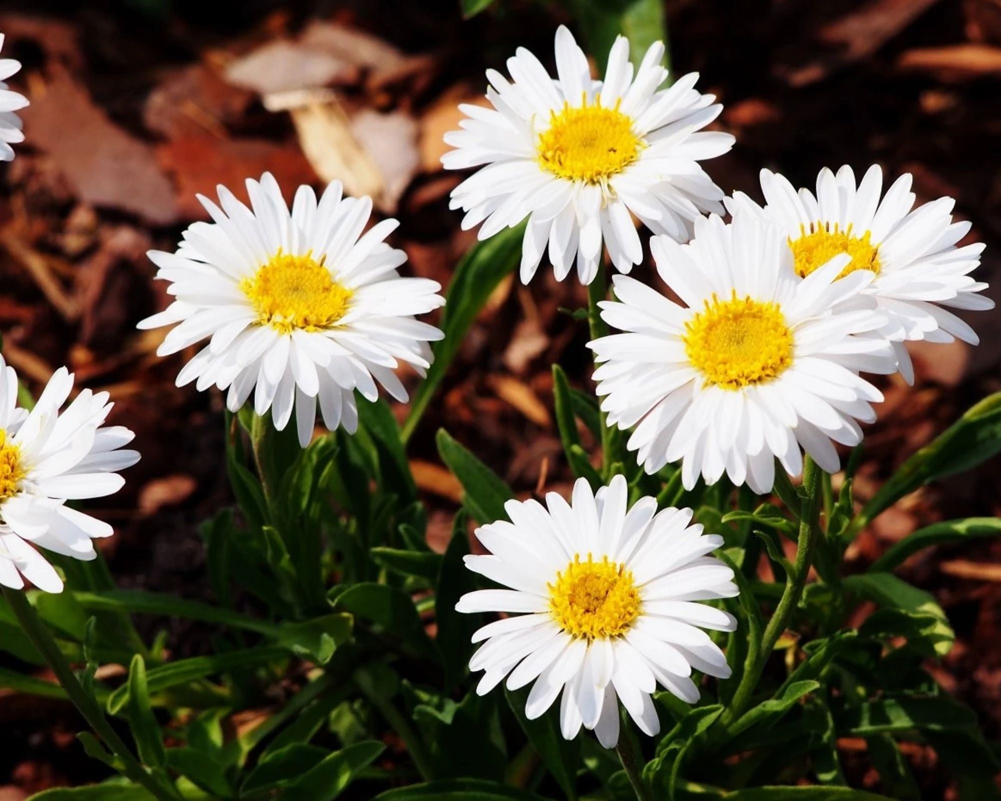 Aster Alpin - Aster Alpinus White