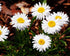 Aster Alpin - Aster Alpinus White