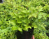 Astilbe Chinensis Pumila
