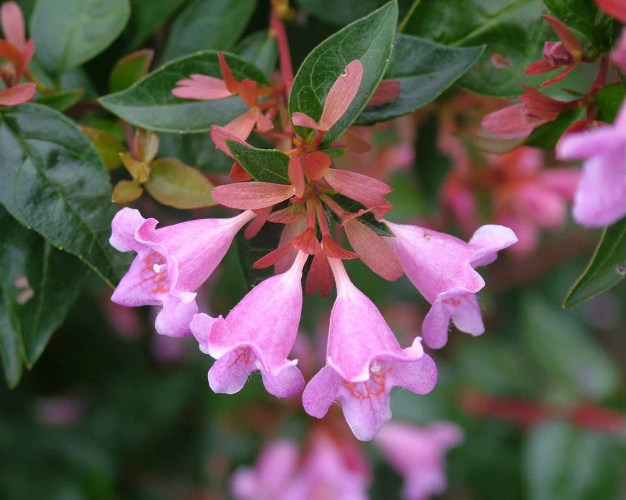 Abelia 'Edward Goucher'