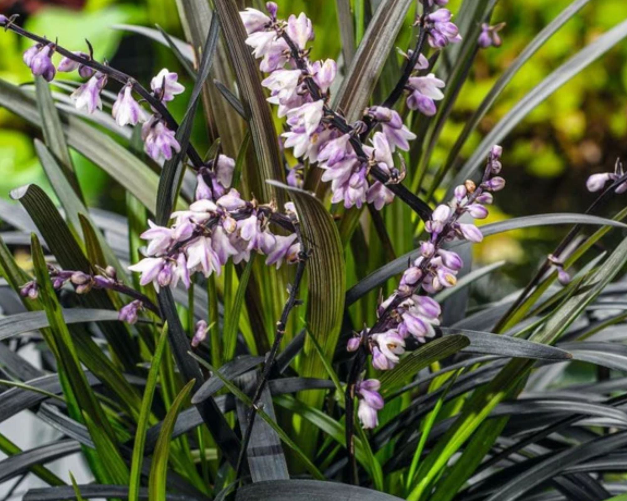 Barba Șarpelui - Ophiopogon Planiscapus 'Niger'