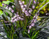 Barba Șarpelui - Ophiopogon Planiscapus 'Niger'