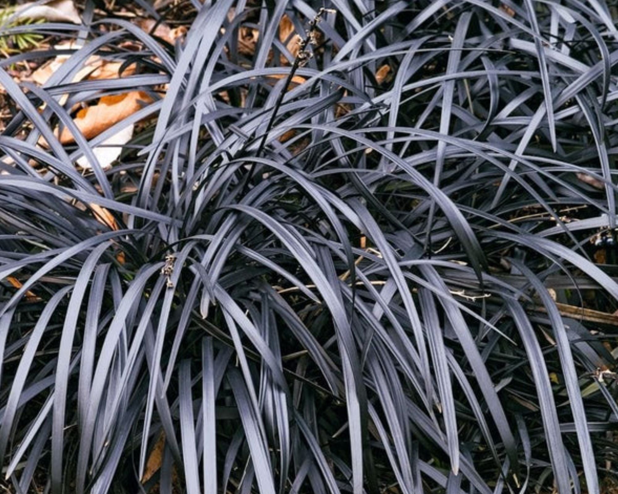 Barba Șarpelui - Ophiopogon Planiscapus 'Niger'