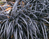 Barba Șarpelui - Ophiopogon Planiscapus 'Niger'