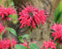 Bergamot - Monarda Didyma Red Shades