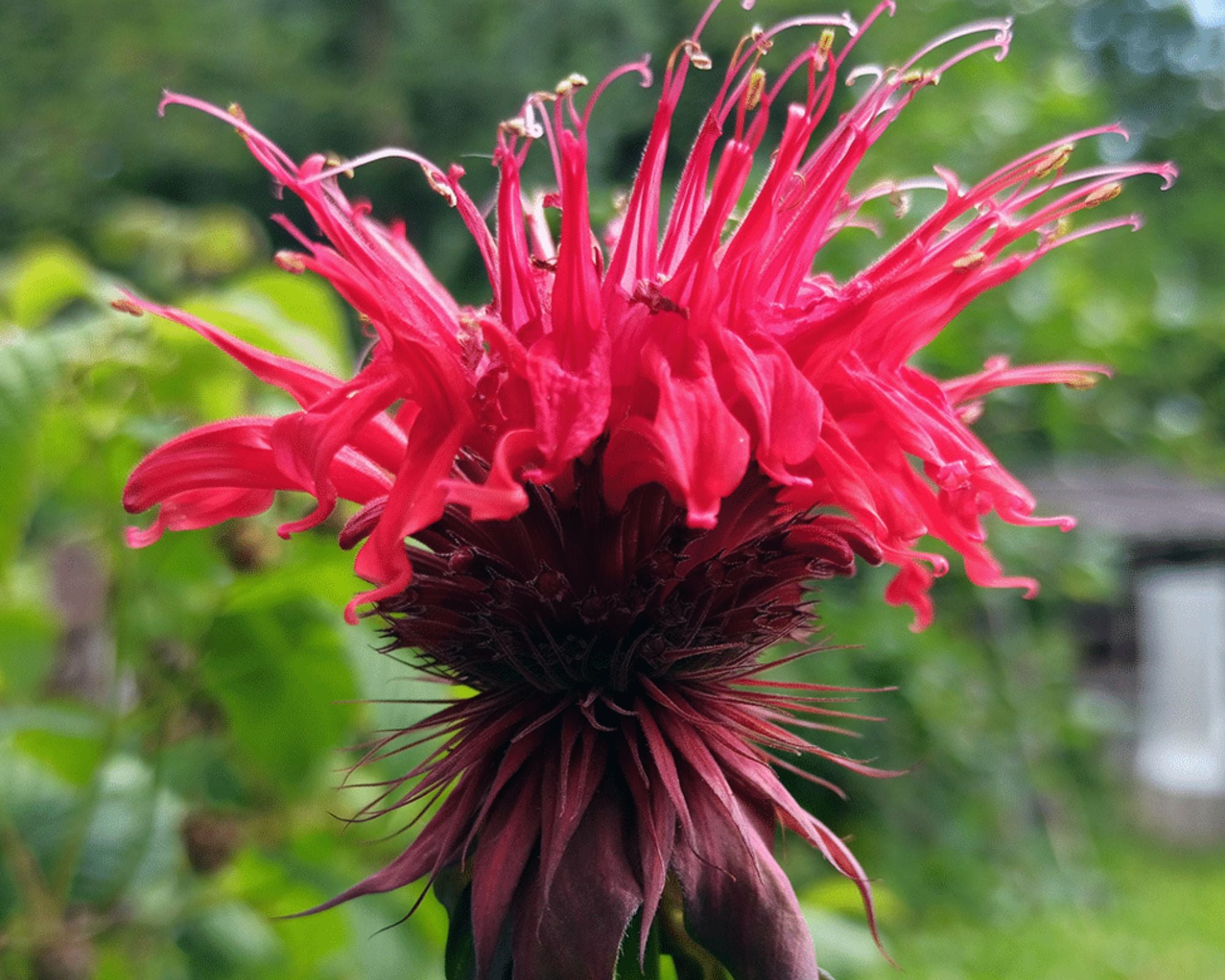 Bergamot - Monarda Didyma Red Shades
