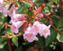 Abelia 'Edward Goucher'